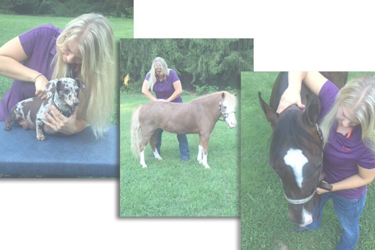 Animal Chiropractic Blue Ribbon Chiropractic